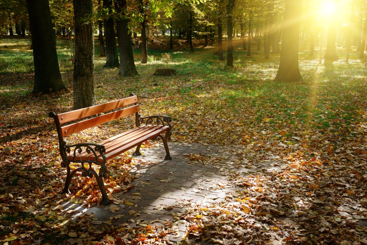 Een bankje in een park, misschien een uitstrooiveld voor as, een plek om te gedenken. Wellicht een voorbeeld van de toekomst van begraven.
